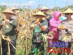 Trenggalek Sukses Gelar Panen Raya Jagung Kuartal II, Bukti Nyata Dukungan TNI-Polri untuk Ketahanan pangan