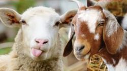 Anggaran “Domba Kesejahteraan” Bojonegoro 2026 Capai Rp21,2 Miliar, Pagu Harga Disorot Peternak Lokal