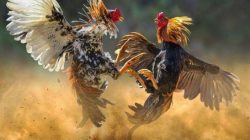 OPINI: Menyoal Gelanggang di Balik Rimbun Desa; Menilik Fenomena Sabung Ayam di Dander