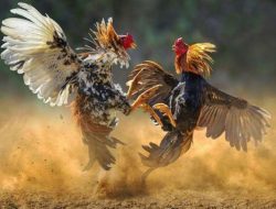 OPINI: Menyoal Gelanggang di Balik Rimbun Desa; Menilik Fenomena Sabung Ayam di Dander