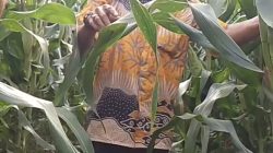 Lebaran Usai, Petani Muda Bojonegoro Kembali “Berpelukan” dengan Tanah Hutan