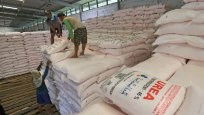 Petani di Sidomulyo Bojonegoro Mengeluh, Harga Pupuk Subsidi Lebihi HET