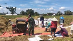 Wujudkan Ketahanan Pangan Nasional, Babinsa Ngadirenggo Dampingi Petani Panen Padi