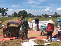 Wujudkan Ketahanan Pangan Nasional, Babinsa Ngadirenggo Dampingi Petani Panen Padi