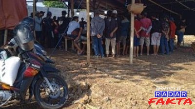 Aktivitas Sabung Ayam Kembali Marak di Bojonegoro, Warga Dander Minta Aparat Bertindak Tegas